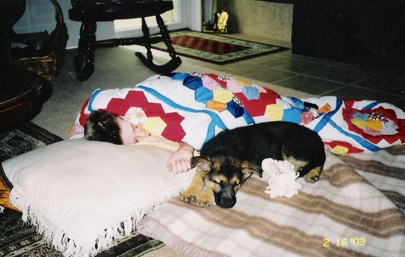 GERMAN SHEPARD PUPPY; DISPLAY FULL IMAGE.