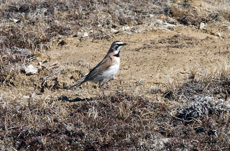 Horned Lark (Eremophila alpestris) {!--해변종다리-->; DISPLAY FULL IMAGE.