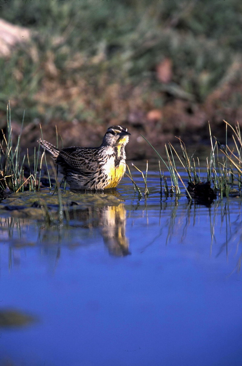 Western Meadowlark (Sturnella neglecta) {!--서부들종다리(북미)-->; DISPLAY FULL IMAGE.