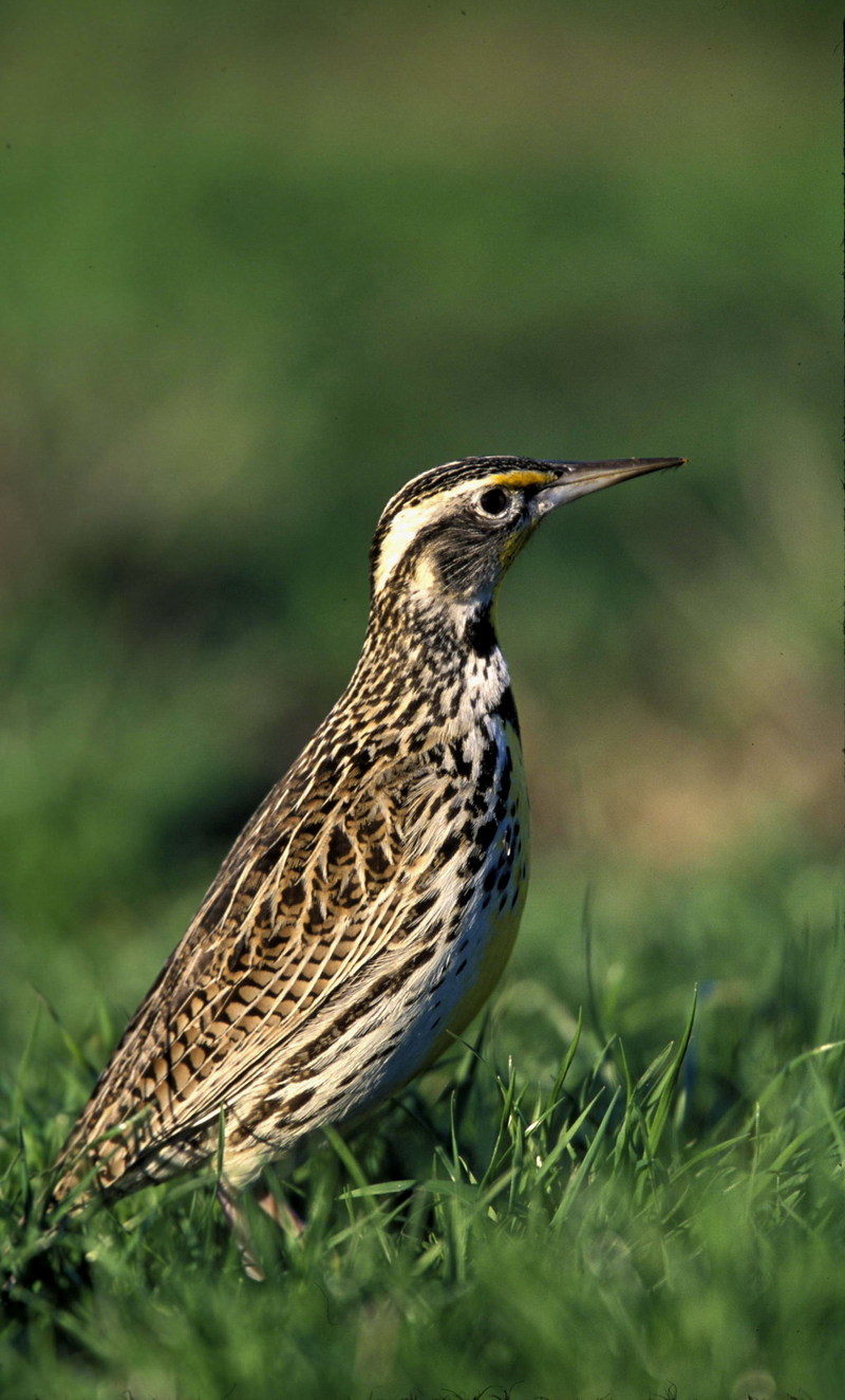 Western Meadowlark (Sturnella neglecta) {!--서부들종다리(북미)-->; DISPLAY FULL IMAGE.