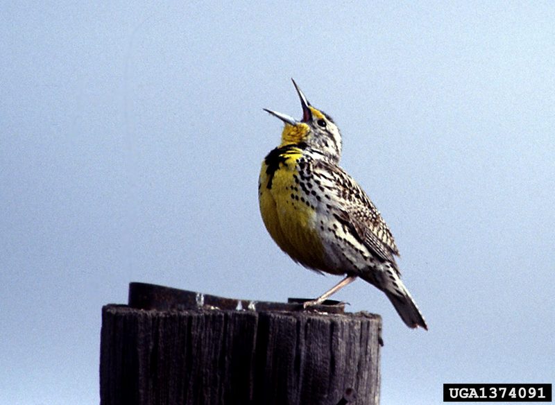 Western Meadowlark (Sturnella neglecta) {!--서부들종다리(북미)-->; DISPLAY FULL IMAGE.