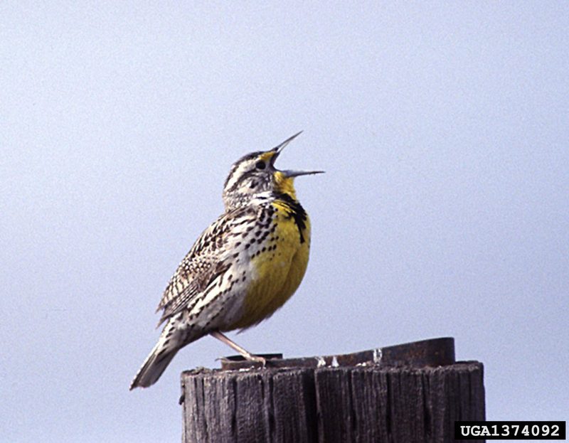 Western Meadowlark (Sturnella neglecta) {!--서부들종다리(북미)-->; DISPLAY FULL IMAGE.