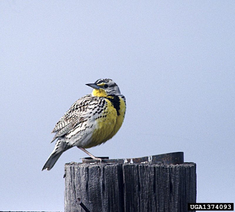 Western Meadowlark (Sturnella neglecta) {!--서부들종다리(북미)-->; DISPLAY FULL IMAGE.