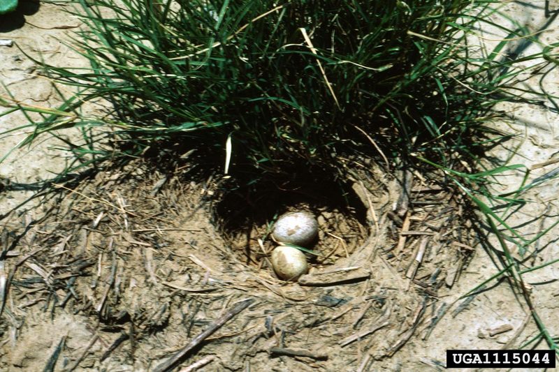 Horned Lark eggs in nest (Eremophila alpestris) {!--해변종다리-->; DISPLAY FULL IMAGE.