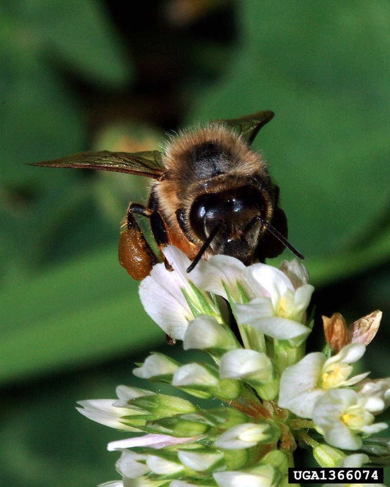 Western Honeybee (Apis mellifera) {!--꿀벌(양봉)-->; DISPLAY FULL IMAGE.