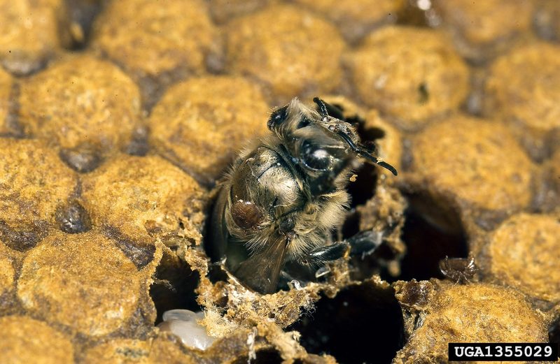 Honey Bee Varroa Mite (Varroa destructor) {!--꿀벌응애-->; DISPLAY FULL IMAGE.