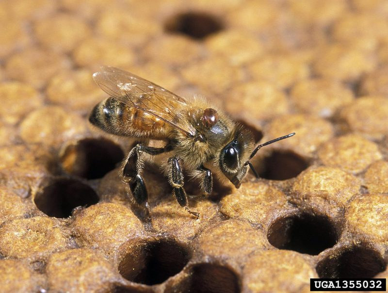 Honey Bee Varroa Mite (Varroa destructor) {!--꿀벌응애-->; DISPLAY FULL IMAGE.