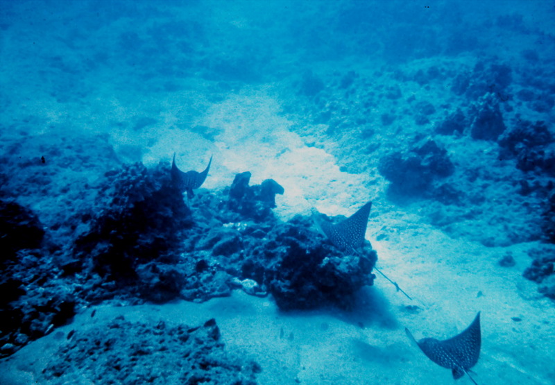 Spotted Eagle Ray (Aetobatus narinari) {!--얼룩매가오리-->; DISPLAY FULL IMAGE.