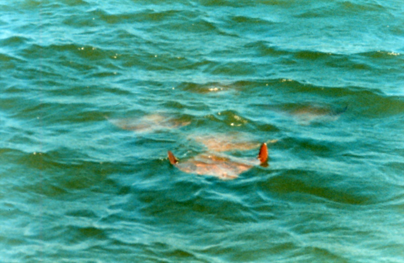 Cownose Ray (Rhinoptera bonasus) {!--가오리류/카리브해-->; DISPLAY FULL IMAGE.