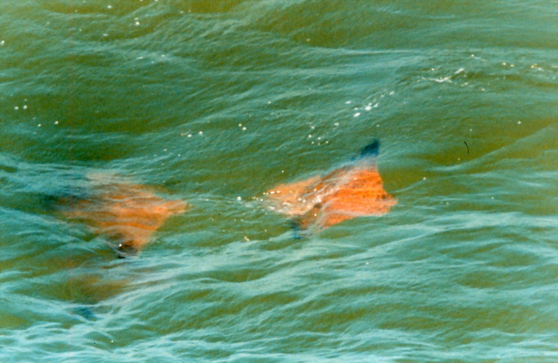 Cownose Ray (Rhinoptera bonasus) {!--가오리류/카리브해-->; DISPLAY FULL IMAGE.