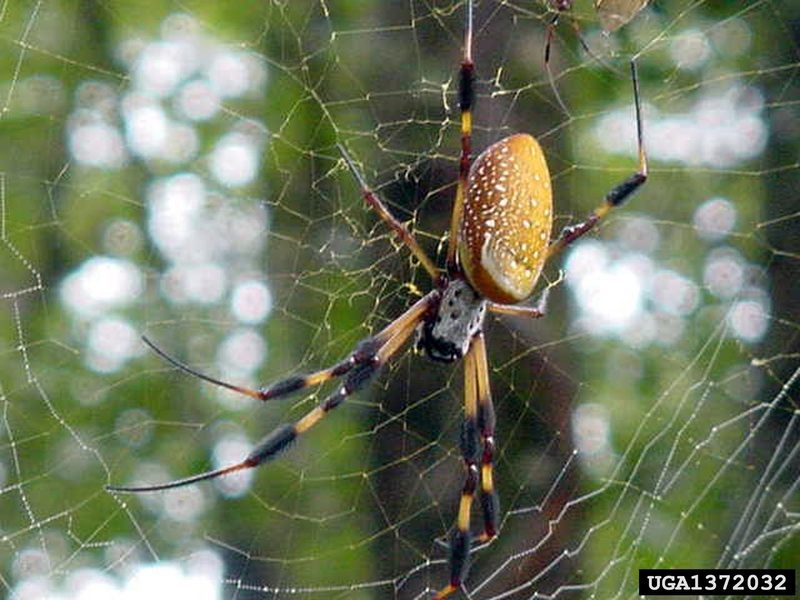 Golden Silk Spider (Nephila clavipes) {!--아메리카무당거미-->; DISPLAY FULL IMAGE.