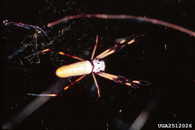 Golden Silk Spider (Nephila clavipes) {!--아메리카무당거미-->; DISPLAY FULL IMAGE.