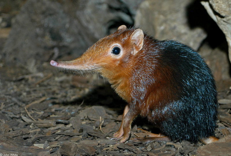 Giant Elephant Shrew (Rhynchocyon petersi); DISPLAY FULL IMAGE.