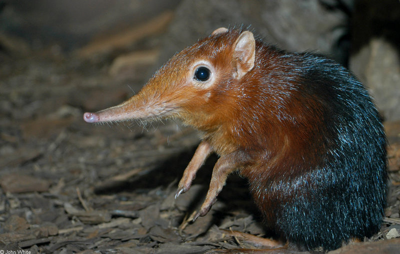 Giant Elephant Shrew (Rhynchocyon petersi) 1502; DISPLAY FULL IMAGE.