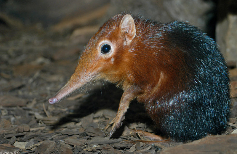 Giant Elephant Shrew (Rhynchocyon petersi)1503; DISPLAY FULL IMAGE.