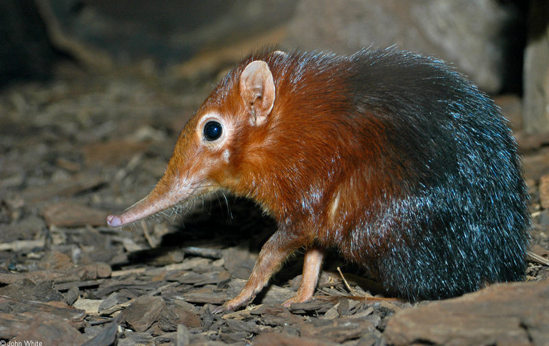 Giant Elephant Shrew (Rhynchocyon petersi)1504; DISPLAY FULL IMAGE.