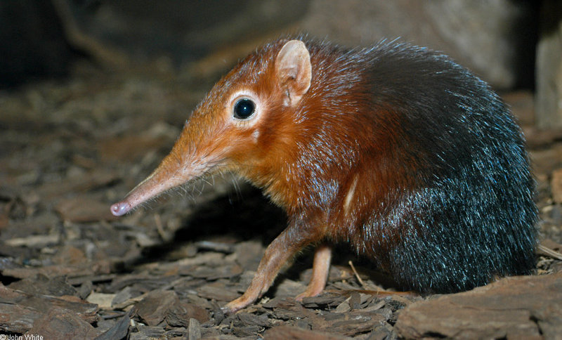 Giant Elephant Shrew (Rhynchocyon petersi)1505; DISPLAY FULL IMAGE.