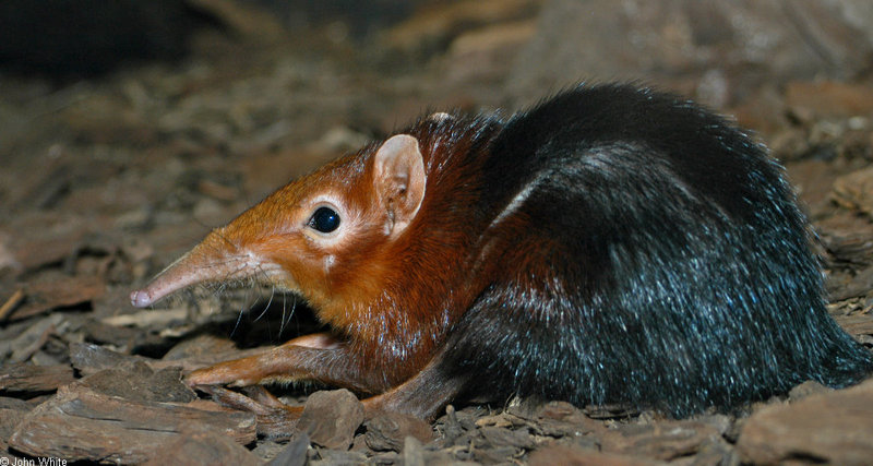 Giant Elephant Shrew (Rhynchocyon petersi)1506; DISPLAY FULL IMAGE.