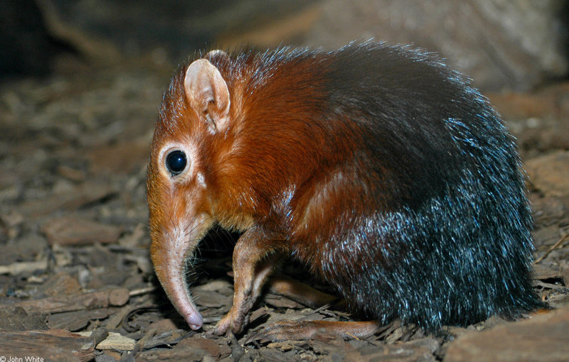 Giant Elephant Shrew (Rhynchocyon petersi)1507; DISPLAY FULL IMAGE.