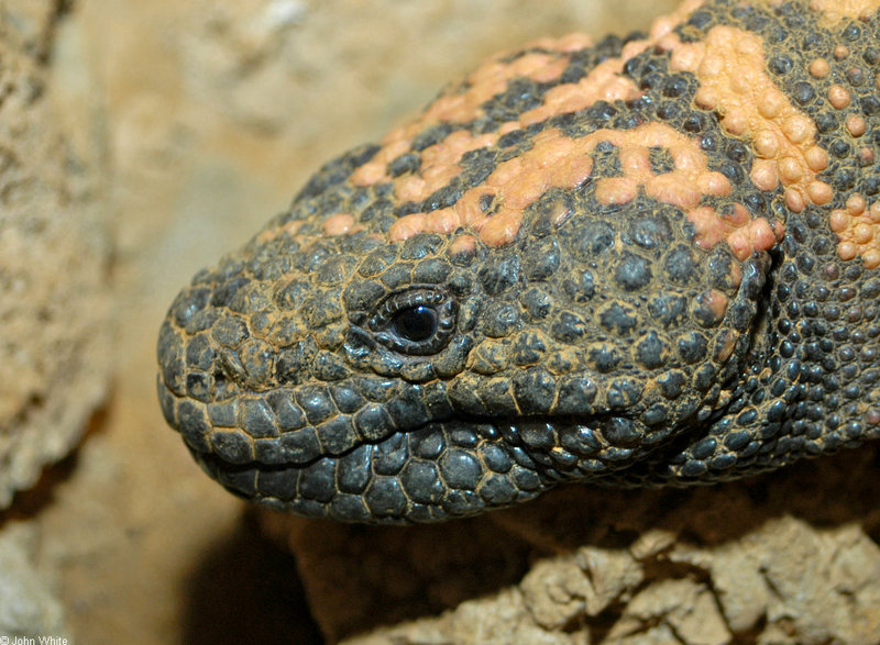 Gila Monster face (Heloderma suspectum); DISPLAY FULL IMAGE.
