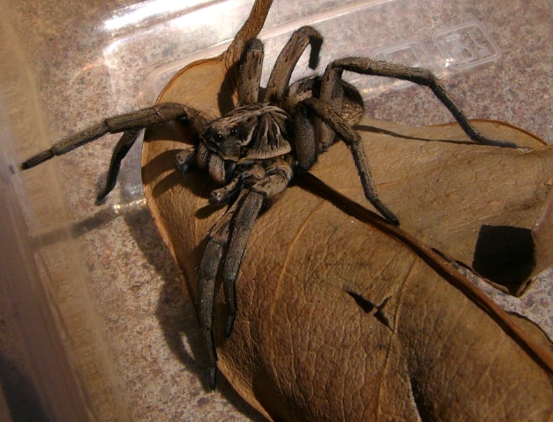 Spider in tupperware 4; DISPLAY FULL IMAGE.