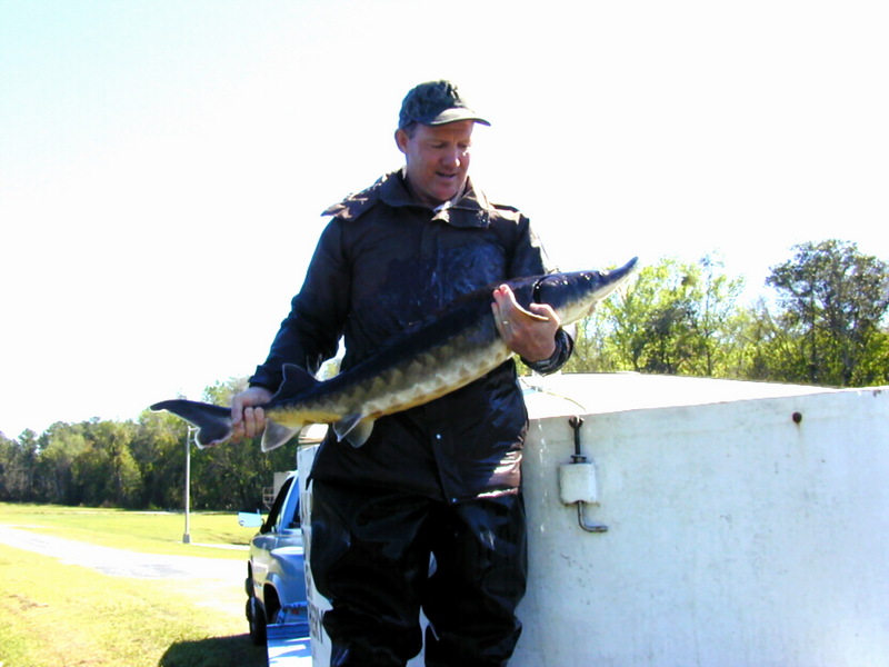 Atlantic Sturgeon subspecies Gulf Sturgeon (Acipenser oxyrhynchus desotoi) {!--대서양철갑상어/걸프아종-->; DISPLAY FULL IMAGE.