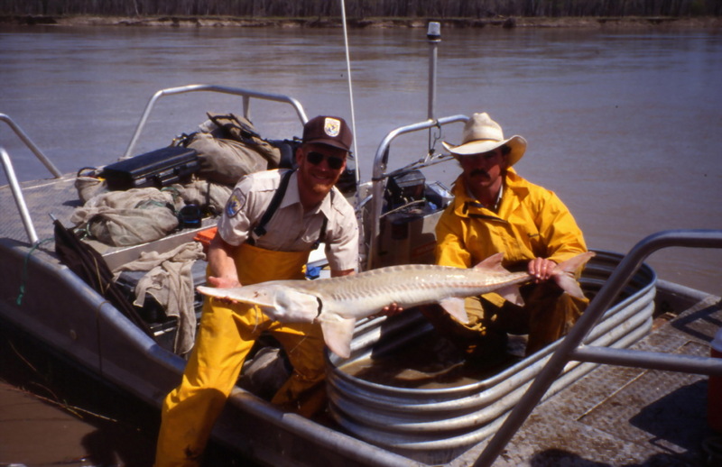 Pallid Sturgeon (Scaphirhynchus albus) {!--아메리카삽코철갑상어-->; DISPLAY FULL IMAGE.