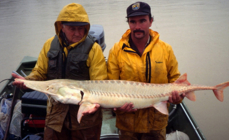 Pallid Sturgeon (Scaphirhynchus albus) {!--아메리카삽코철갑상어-->; DISPLAY FULL IMAGE.