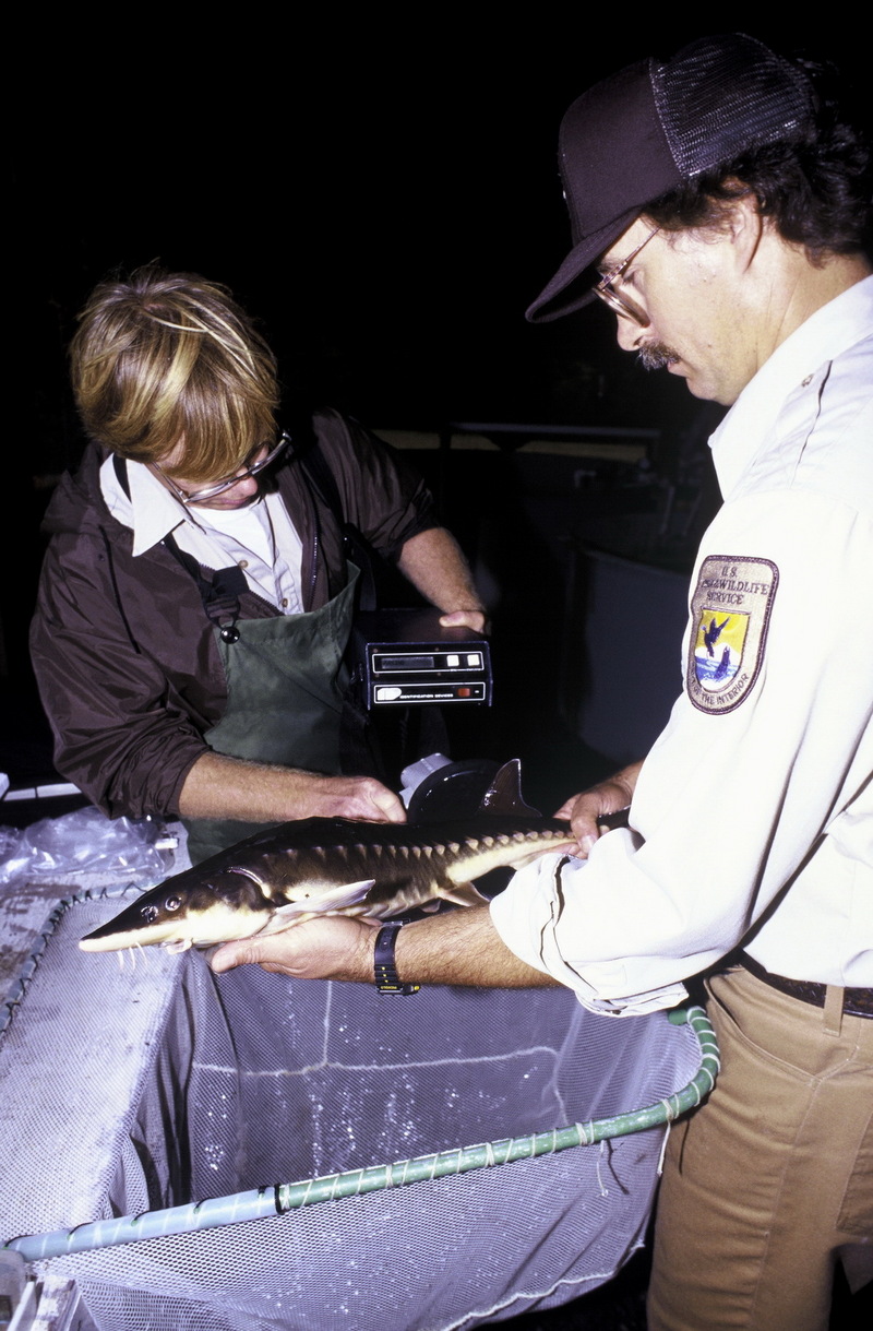 Sturgeon (Acipenseridae) {!--철갑상어과-->; DISPLAY FULL IMAGE.