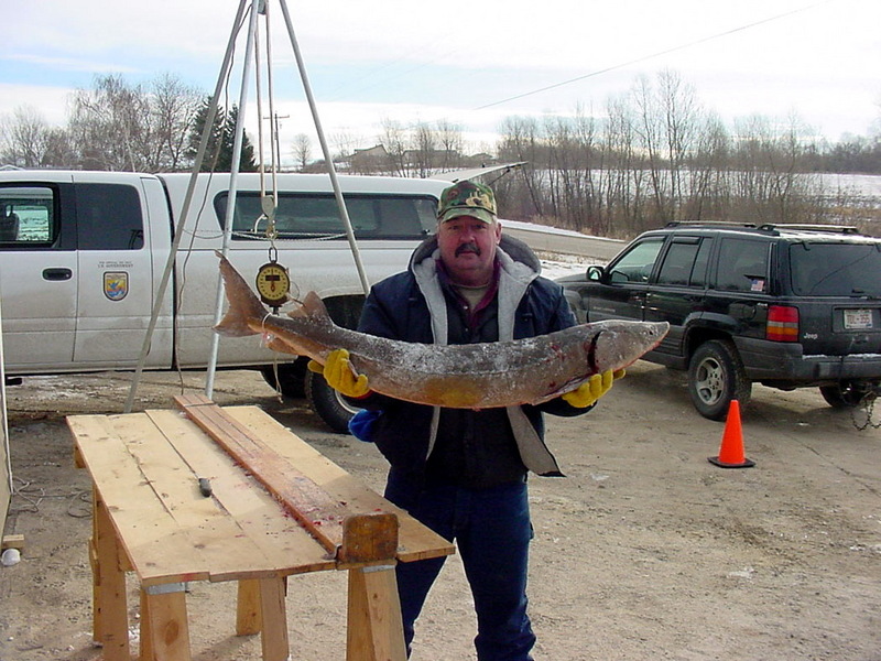 Lake Sturgeon (Acipenser fulvescens) {!--북미호수철갑상어-->; DISPLAY FULL IMAGE.