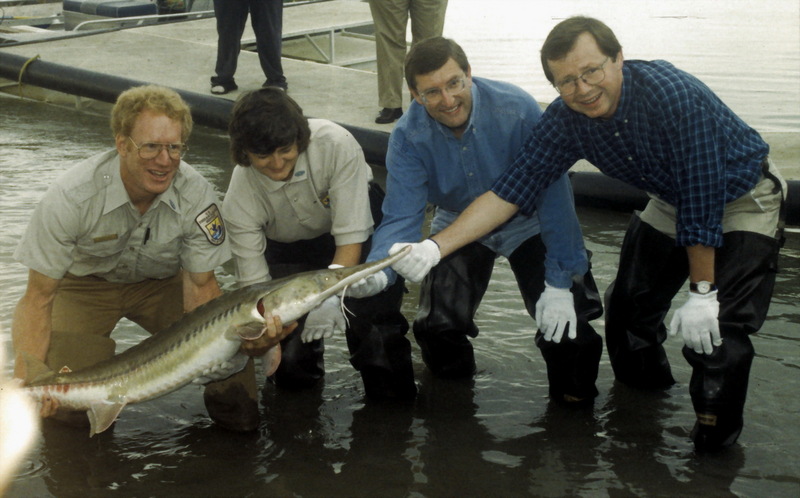 Pallid Sturgeon (Scaphirhynchus albus) {!--아메리카삽코철갑상어-->; DISPLAY FULL IMAGE.