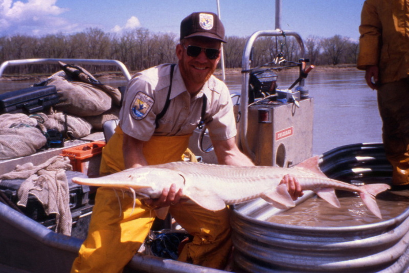 Pallid Sturgeon (Scaphirhynchus albus) {!--아메리카삽코철갑상어-->; DISPLAY FULL IMAGE.