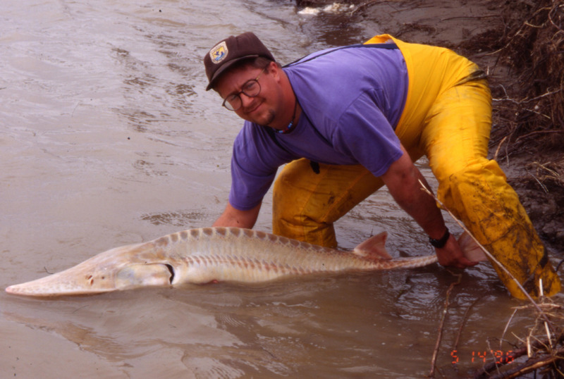 Pallid Sturgeon (Scaphirhynchus albus) {!--아메리카삽코철갑상어-->; DISPLAY FULL IMAGE.