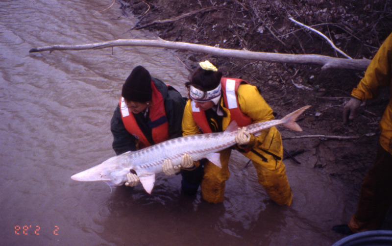 Pallid Sturgeon (Scaphirhynchus albus) {!--아메리카삽코철갑상어-->; DISPLAY FULL IMAGE.