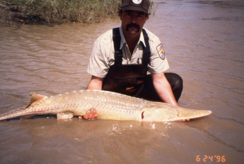 Pallid Sturgeon (Scaphirhynchus albus) {!--아메리카삽코철갑상어-->; DISPLAY FULL IMAGE.