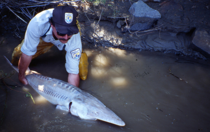 Pallid Sturgeon (Scaphirhynchus albus) {!--아메리카삽코철갑상어-->; DISPLAY FULL IMAGE.