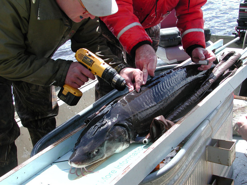 Lake Sturgeon (Acipenser fulvescens) {!--북미호수철갑상어-->; DISPLAY FULL IMAGE.