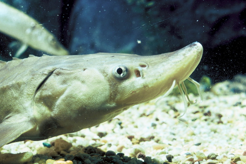 Shortnose Sturgeon (Acipenser brevirostrum) {!--단비철갑상어-->; DISPLAY FULL IMAGE.