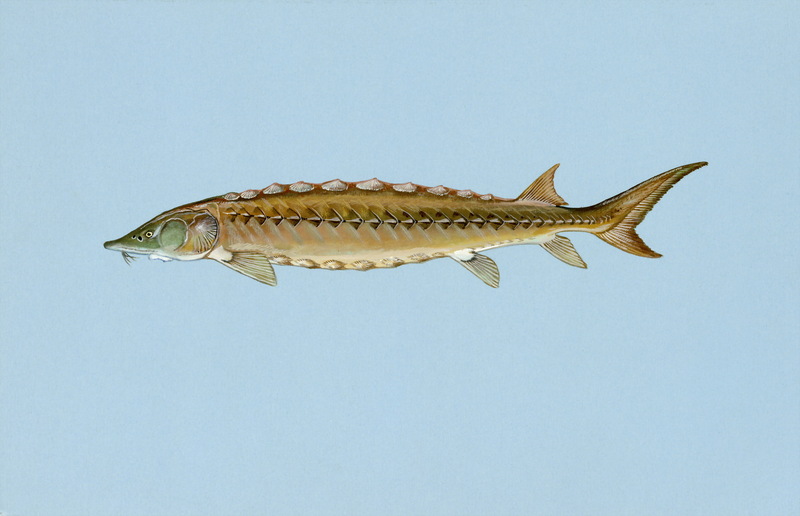 Shortnose Sturgeon (Acipenser brevirostrum) {!--단비철갑상어-->; DISPLAY FULL IMAGE.