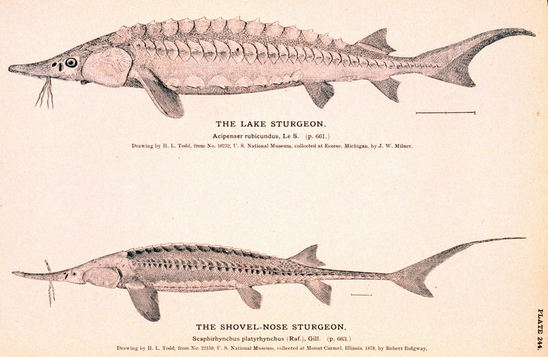 Lake Sturgeon (Acipenser fulvescens) {!--북미호수철갑상어-->; DISPLAY FULL IMAGE.