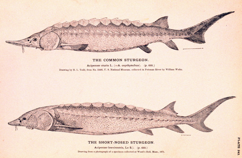 Atlantic Sturgeon (Acipenser oxyrhynchus) {!--대서양철갑상어-->; DISPLAY FULL IMAGE.