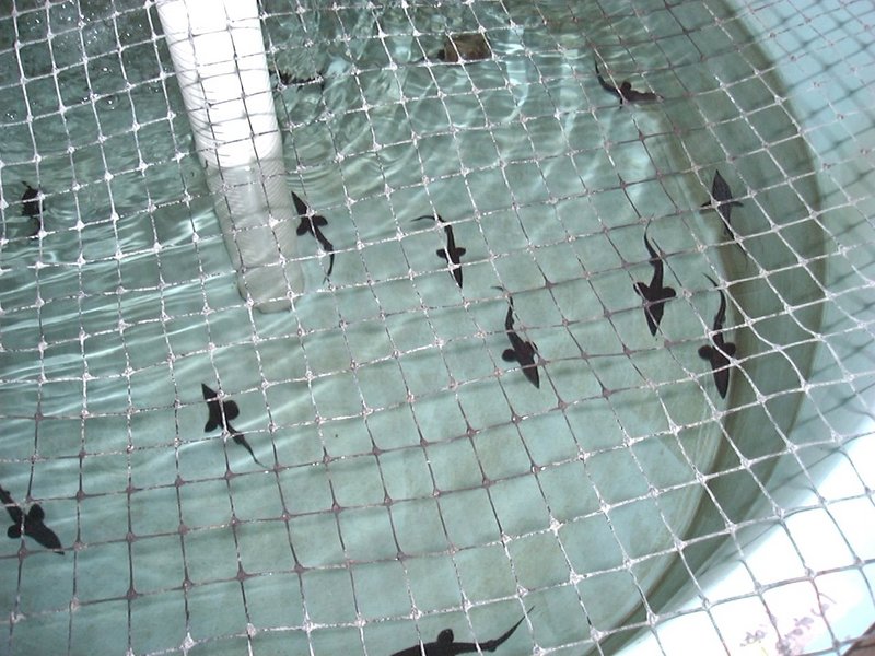Atlantic Sturgeon (Acipenser oxyrhynchus) {!--대서양철갑상어-->; DISPLAY FULL IMAGE.