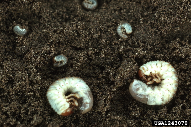 June Beetle larvae (Phyllophaga sp.) {!--풍뎅이류(미국)-->; DISPLAY FULL IMAGE.