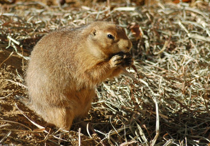 Black-tailed Prairie Dog (Cynomys ludovicianus)1511; DISPLAY FULL IMAGE.