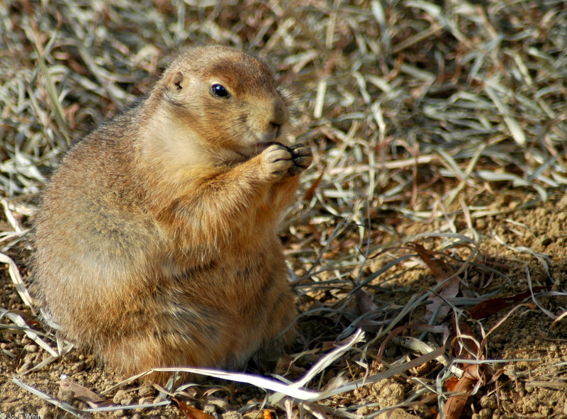 Black-tailed Prairie Dog (Cynomys ludovicianus)1514; DISPLAY FULL IMAGE.