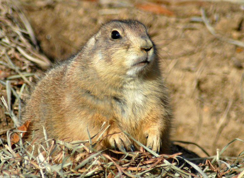 Black-tailed Prairie Dog (Cynomys ludovicianus)1515; DISPLAY FULL IMAGE.