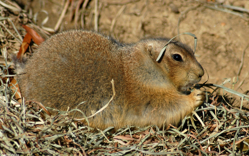 Black-tailed Prairie Dog (Cynomys ludovicianus)1516; DISPLAY FULL IMAGE.