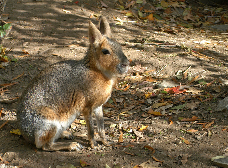 Mara or Patagonian Cavy (Dolichotis patagonum)1508; DISPLAY FULL IMAGE.