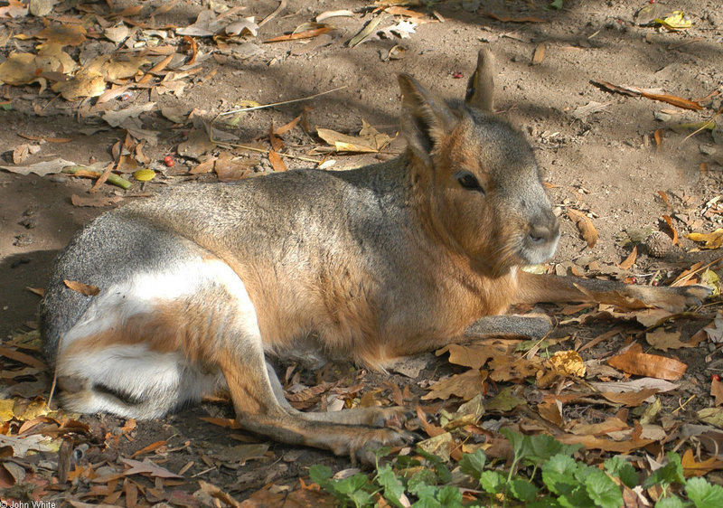 Mara or Patagonian Cavy (Dolichotis patagonum)1509; DISPLAY FULL IMAGE.