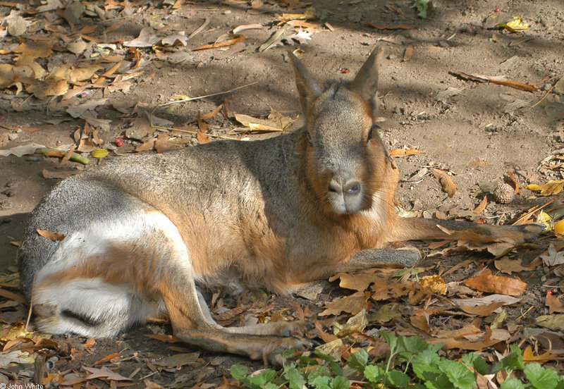 Mara or Patagonian Cavy (Dolichotis patagonum)1510; DISPLAY FULL IMAGE.